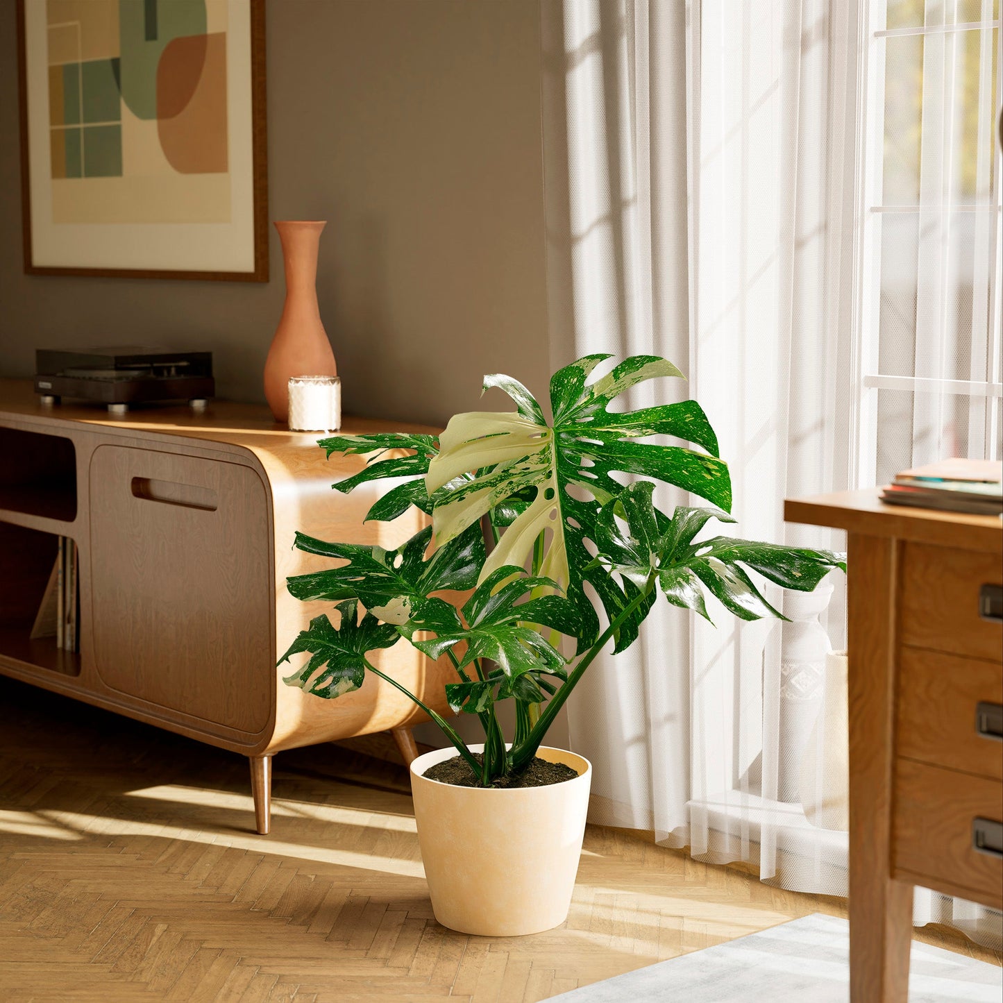 Lively Root - Monstera Thai Constellation