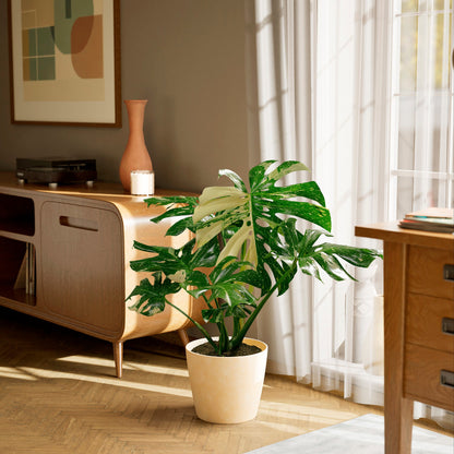 Lively Root - Monstera Thai Constellation