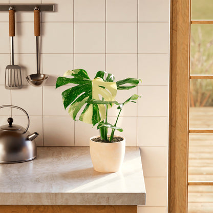 Lively Root - Monstera Thai Constellation