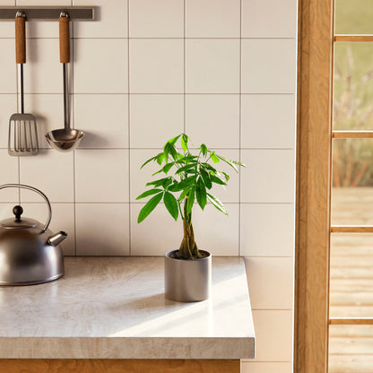 Lively Root - Money Tree Plant