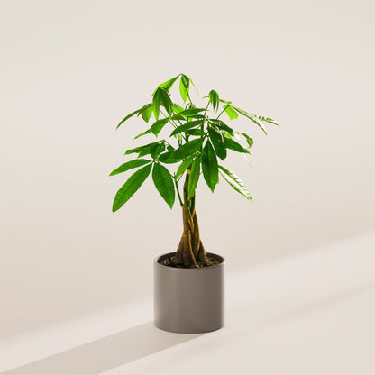 Lively Root - Money Tree Plant