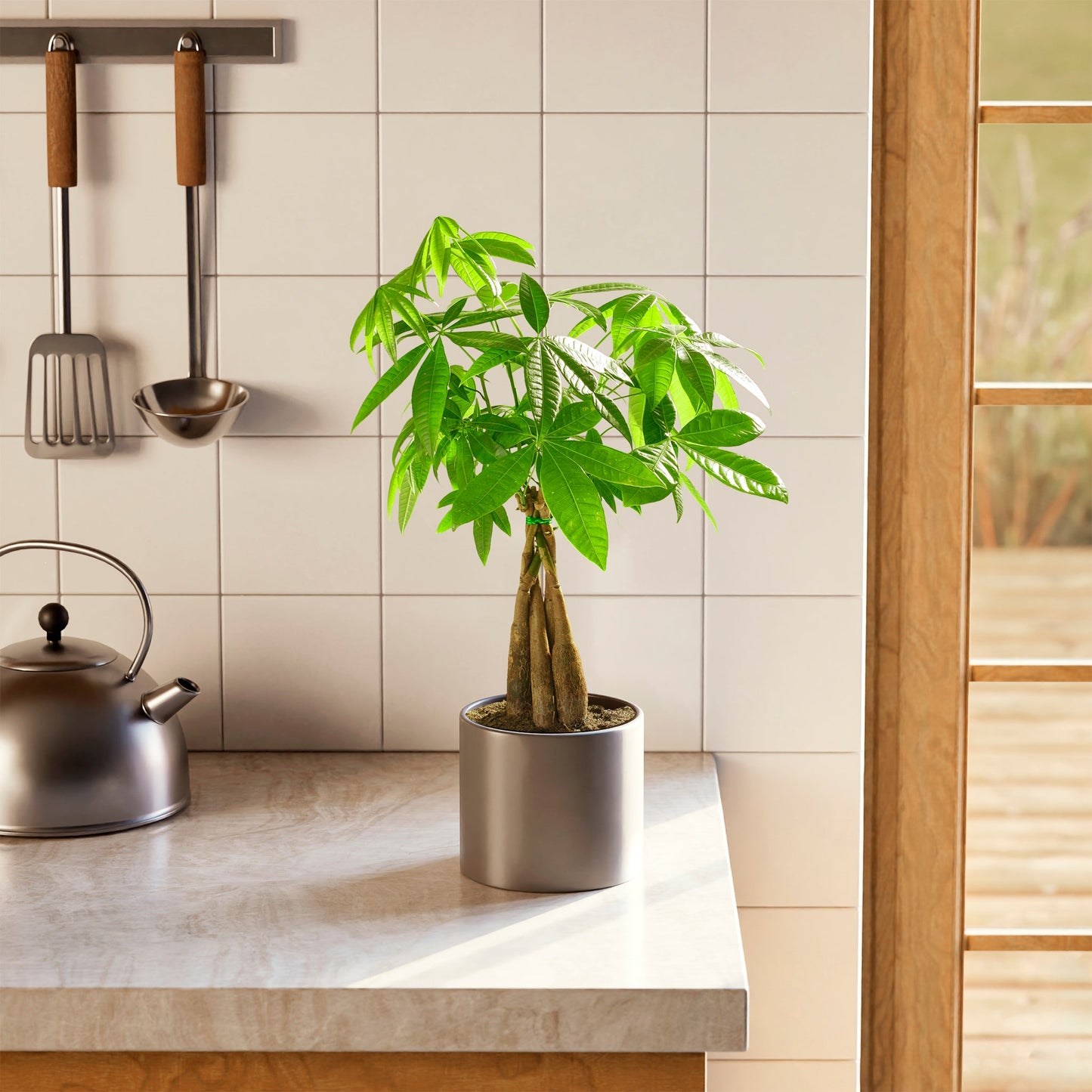 Lively Root - Money Tree Plant