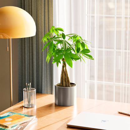 Lively Root - Money Tree Plant