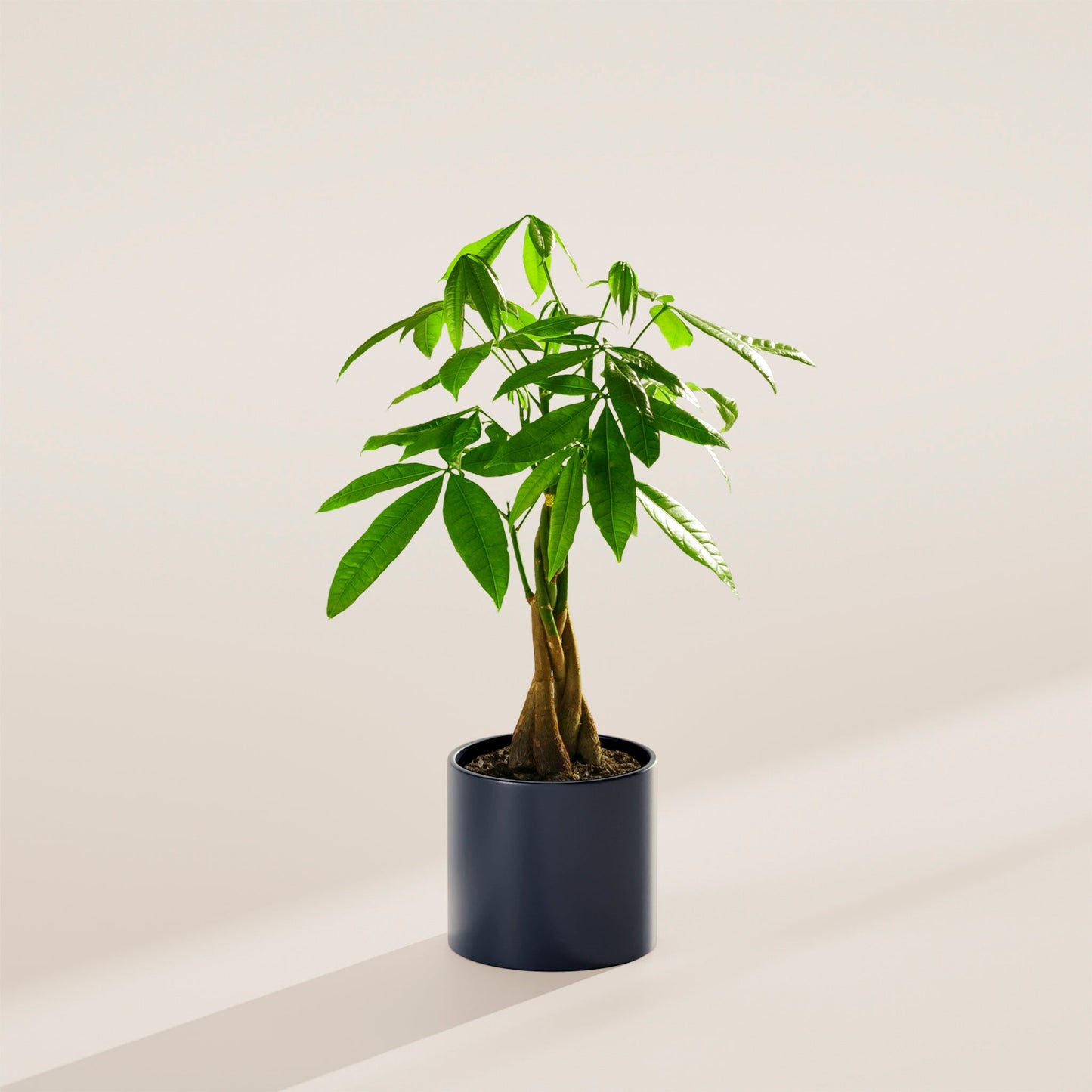 Lively Root - Money Tree Plant