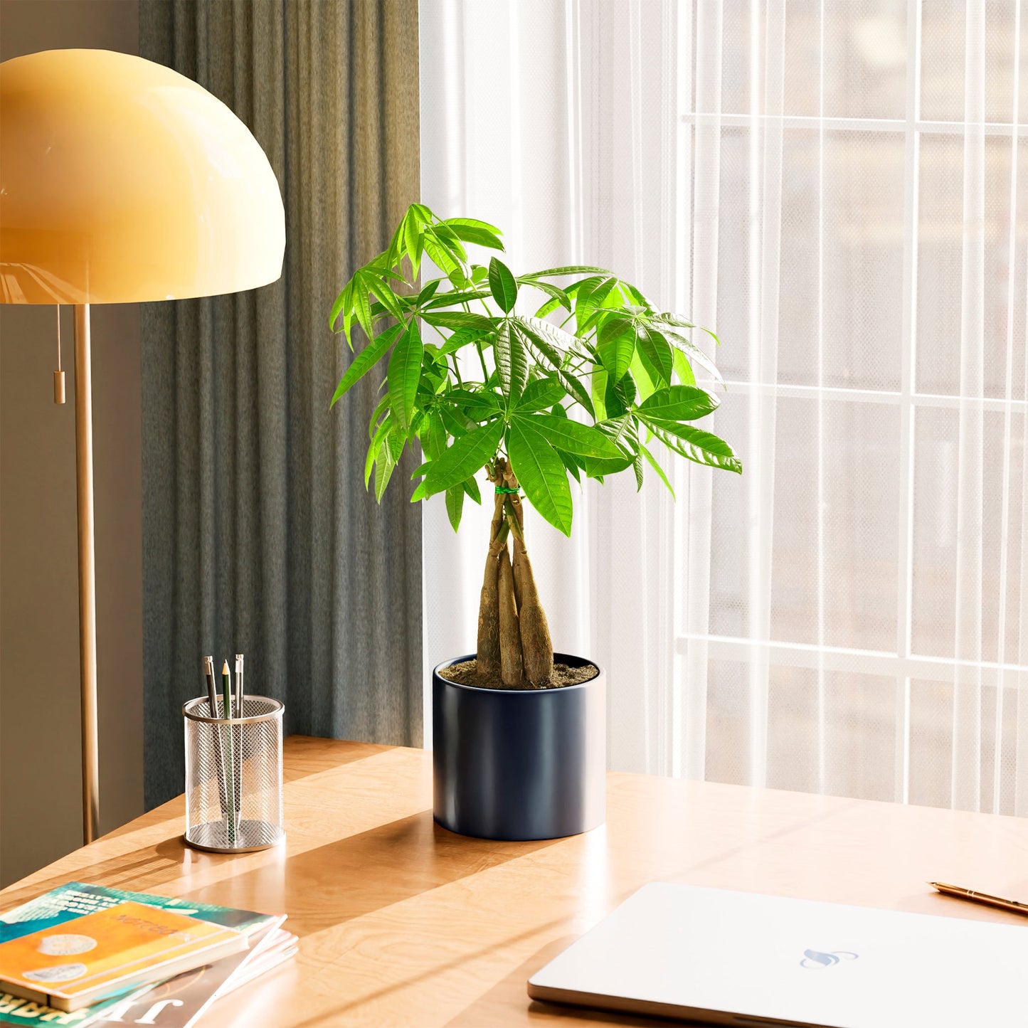 Lively Root - Money Tree Plant