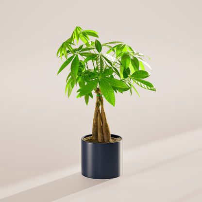 Lively Root - Money Tree Plant