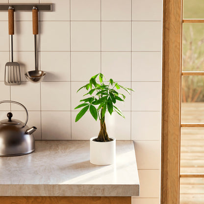 Lively Root - Money Tree Plant