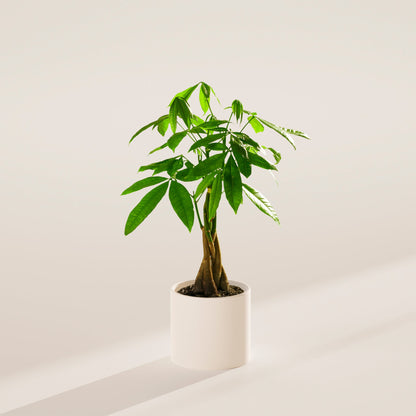 Lively Root - Money Tree Plant
