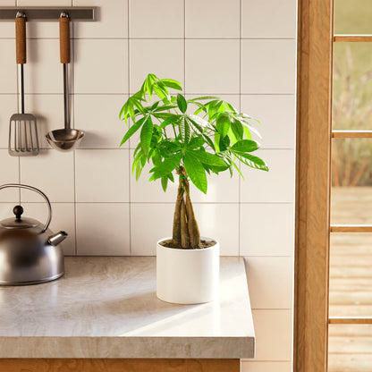 Lively Root - Money Tree Plant