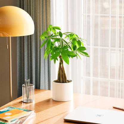 Lively Root - Money Tree Plant