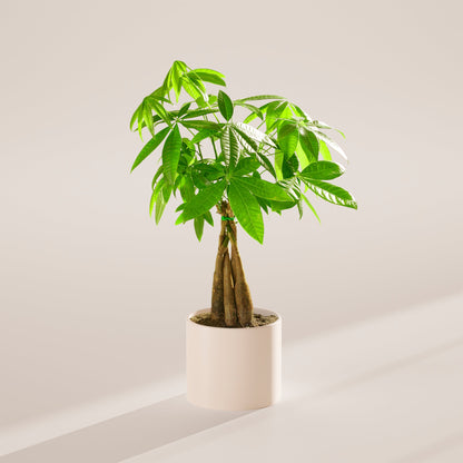 Lively Root - Money Tree Plant