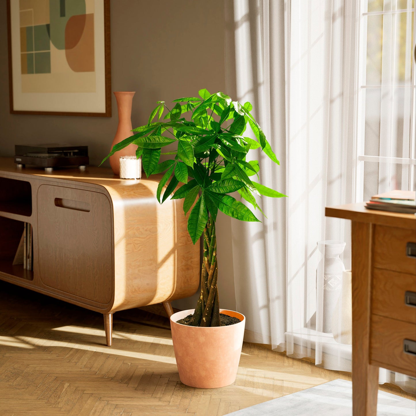 Lively Root - Money Tree Plant