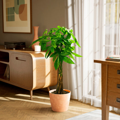 Lively Root - Money Tree Plant