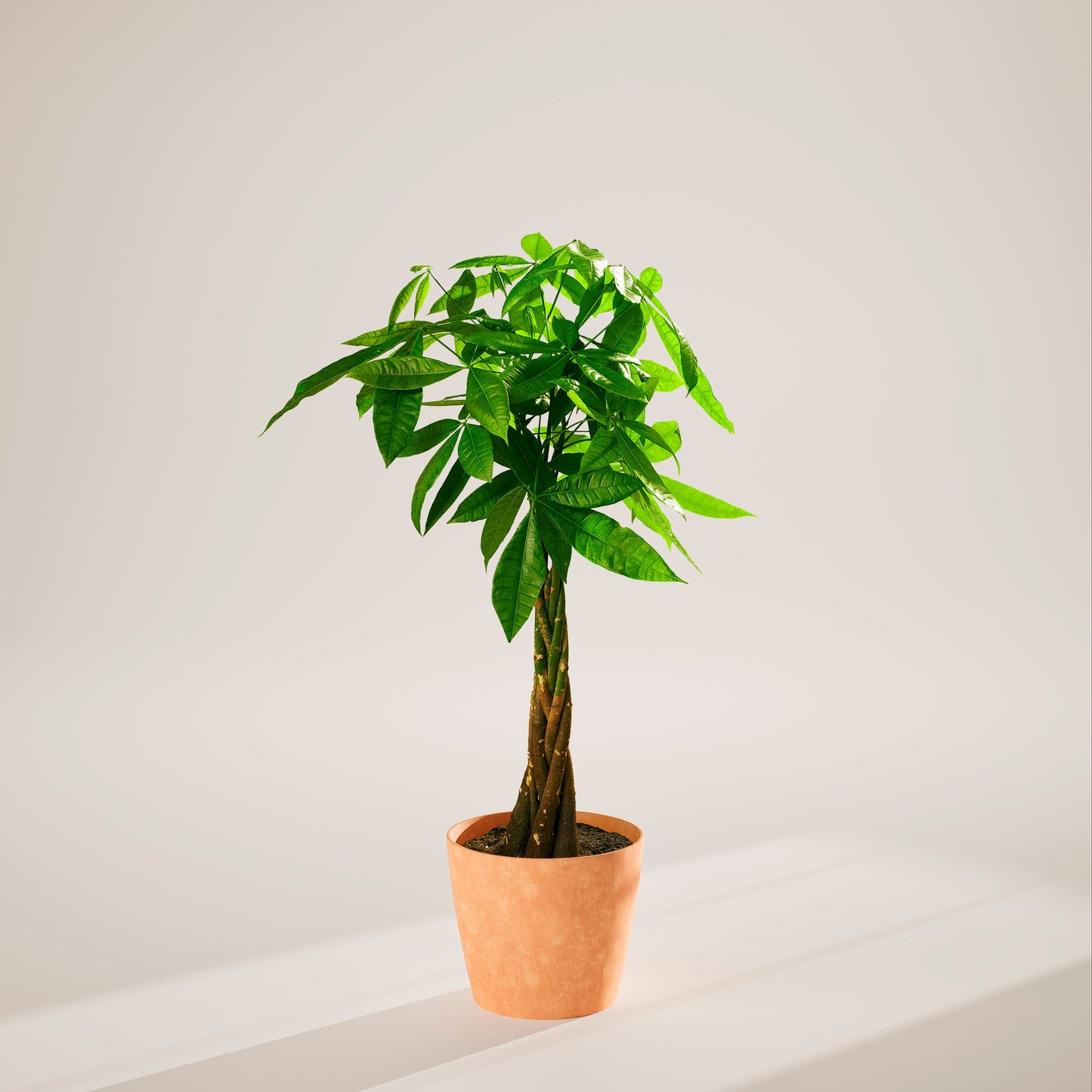 Lively Root - Money Tree Plant