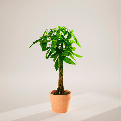 Lively Root - Money Tree Plant