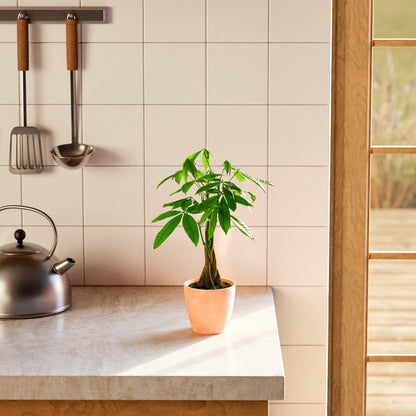 Lively Root - Money Tree Plant