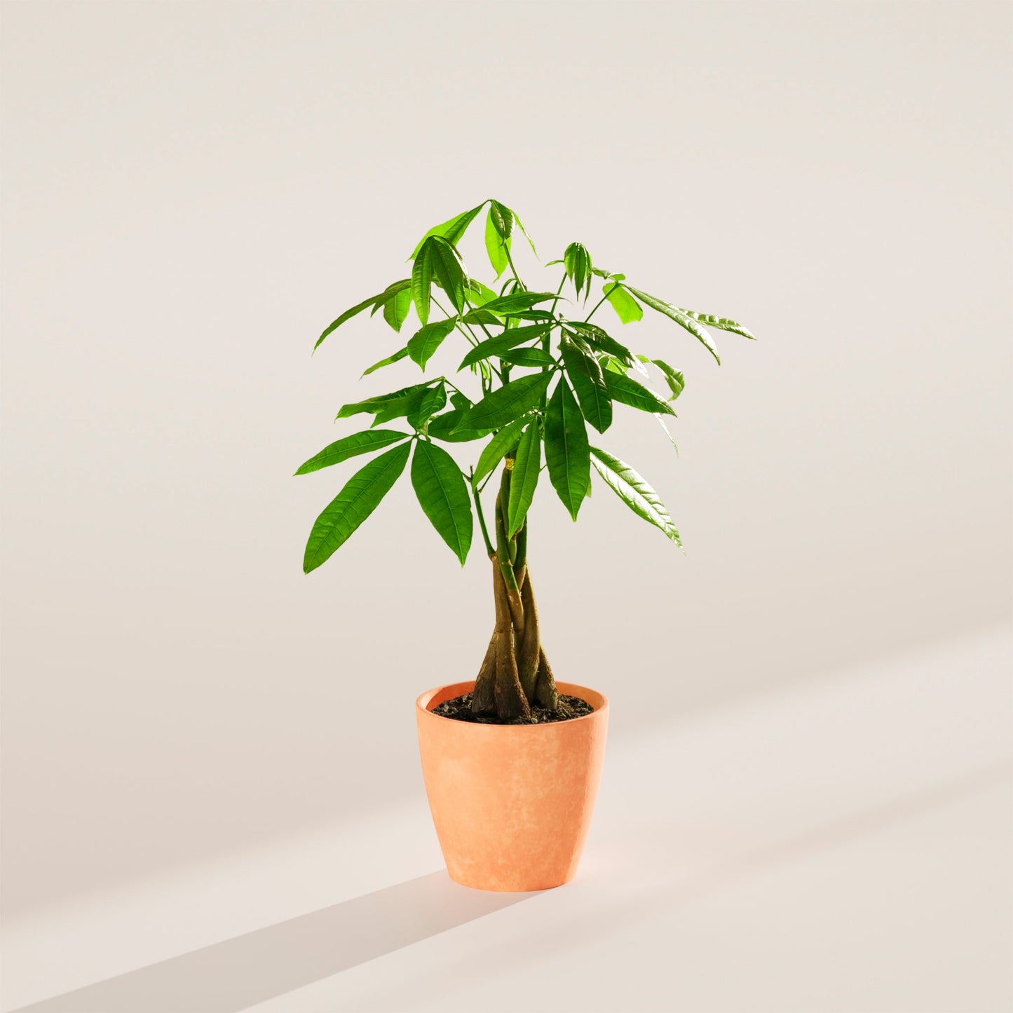 Lively Root - Money Tree Plant