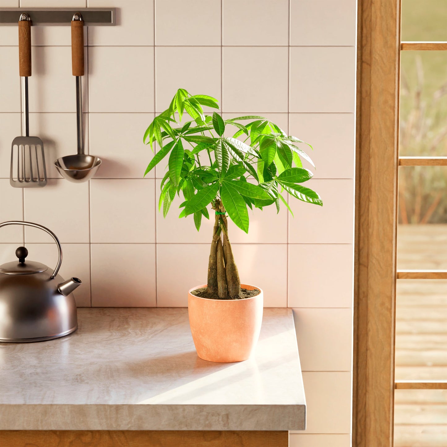 Lively Root - Money Tree Plant
