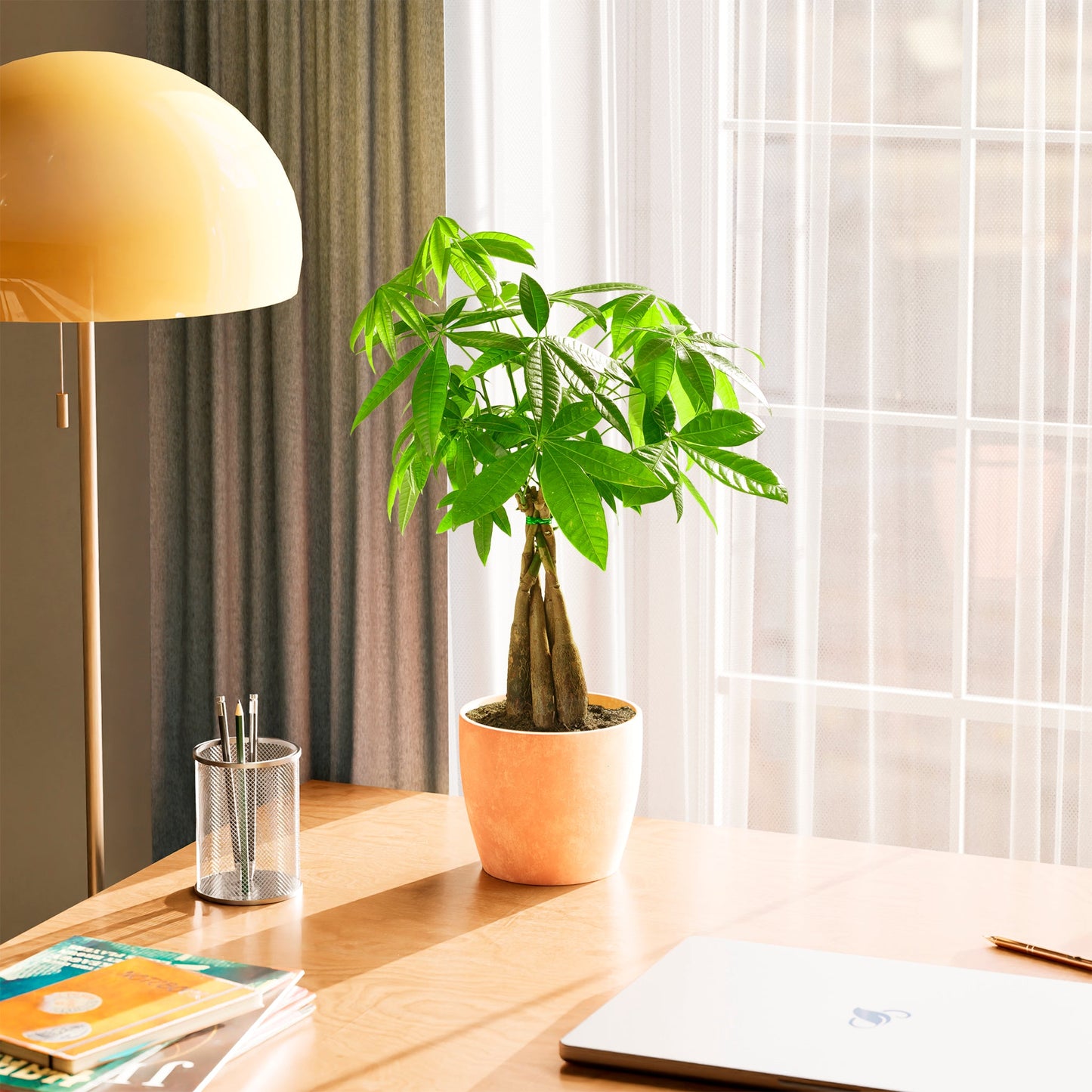 Lively Root - Money Tree Plant