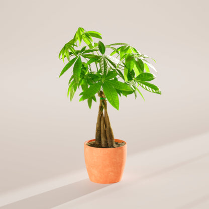 Lively Root - Money Tree Plant