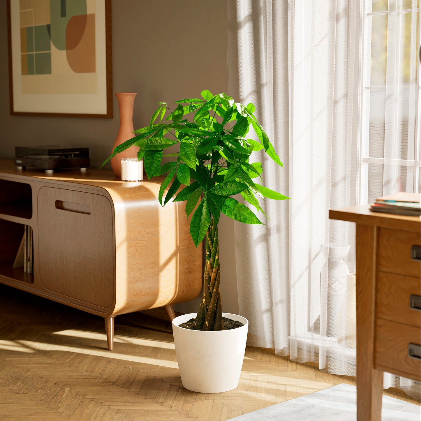 Lively Root - Money Tree Plant