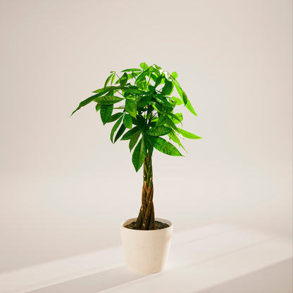 Lively Root - Money Tree Plant