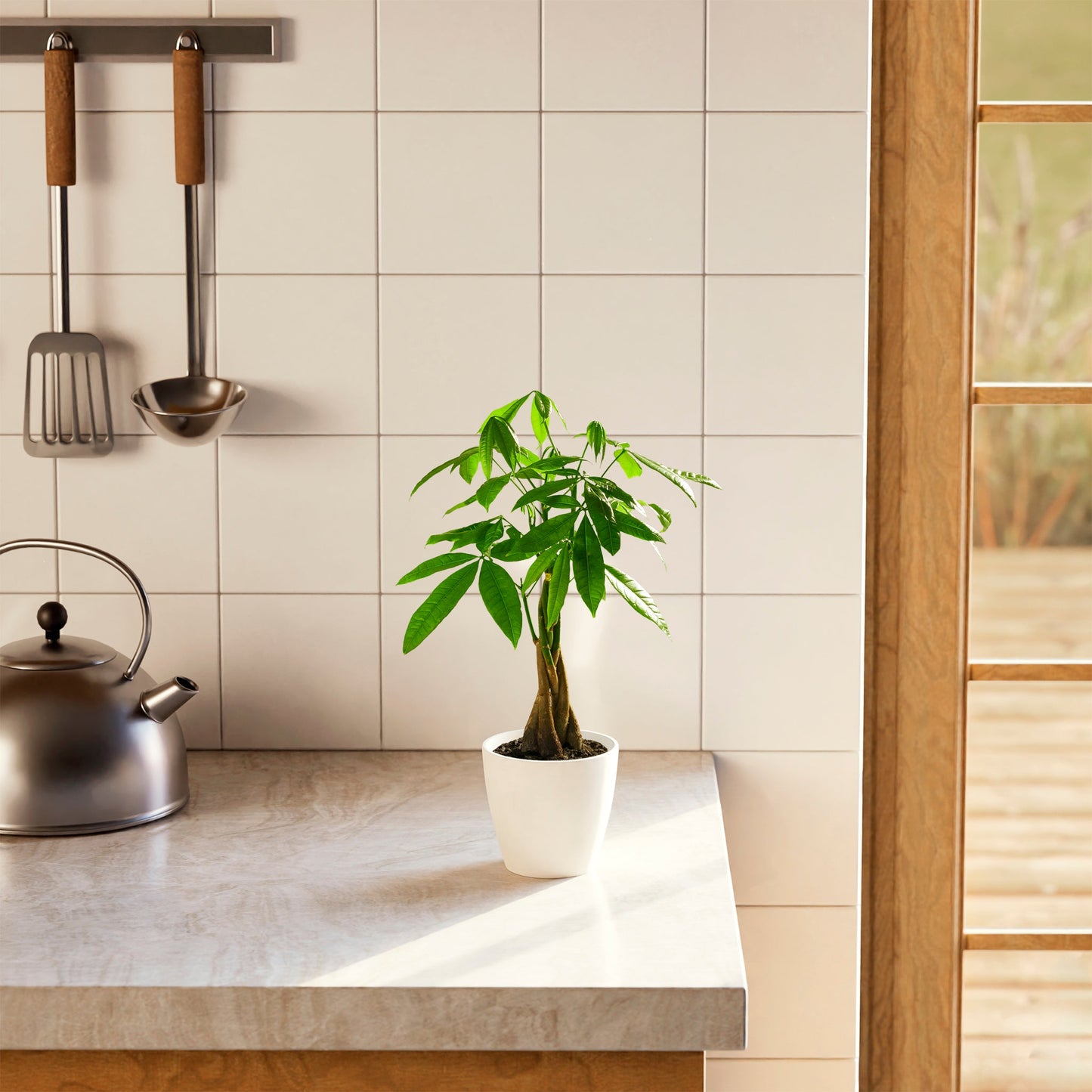 Lively Root - Money Tree Plant