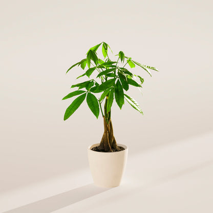 Lively Root - Money Tree Plant
