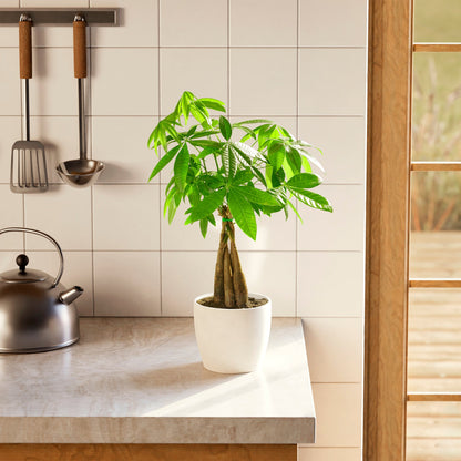 Lively Root - Money Tree Plant
