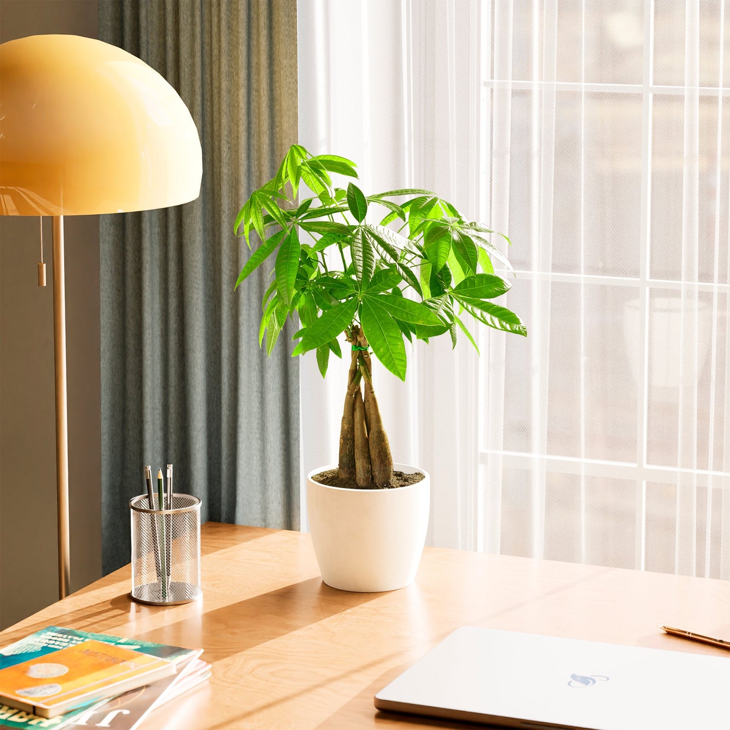 Lively Root - Money Tree Plant