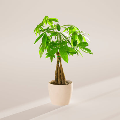 Lively Root - Money Tree Plant