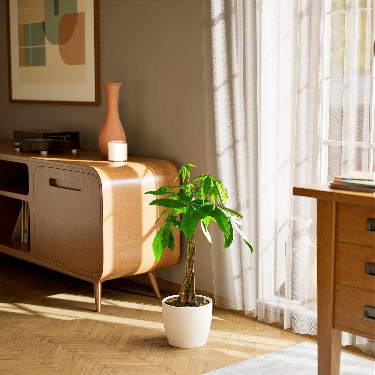 Lively Root - Money Tree Plant