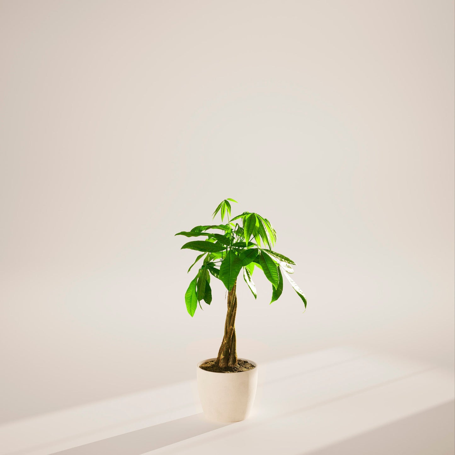 Lively Root - Money Tree Plant