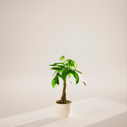 Lively Root - Money Tree Plant