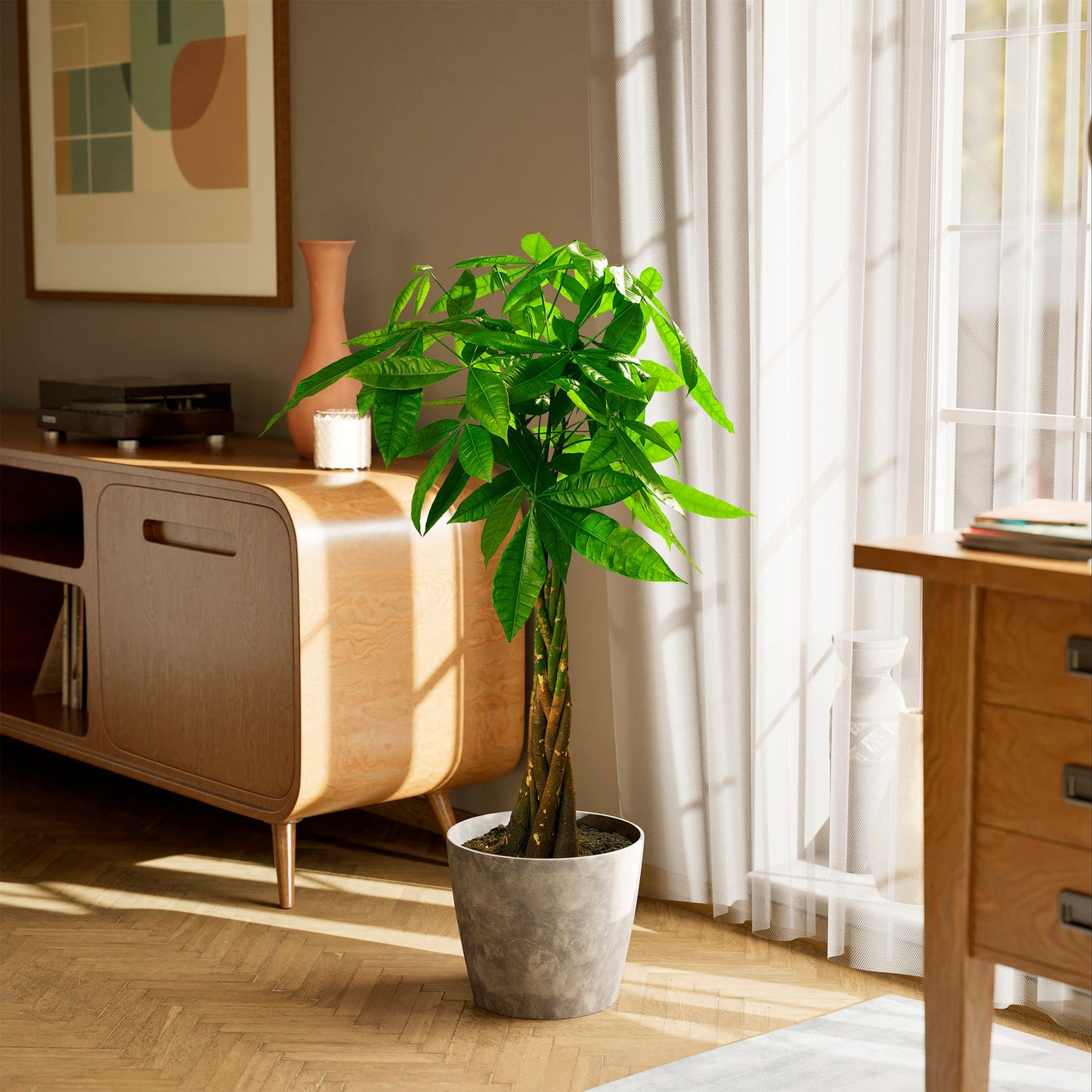 Lively Root - Money Tree Plant