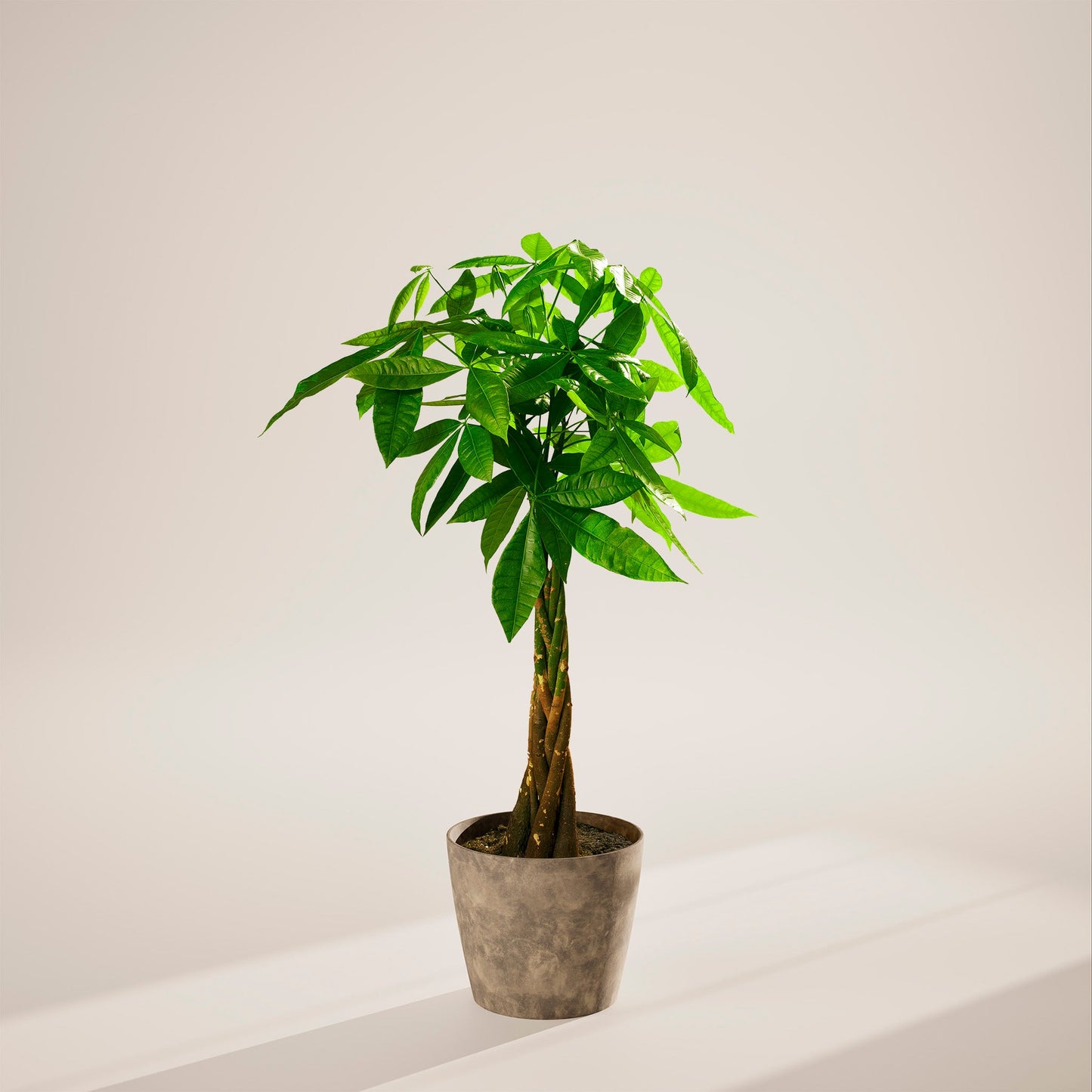 Lively Root - Money Tree Plant