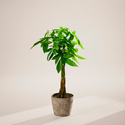 Lively Root - Money Tree Plant