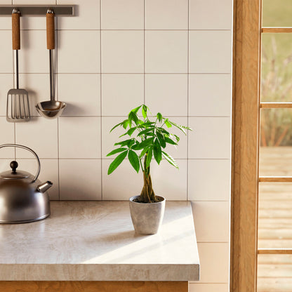 Lively Root - Money Tree Plant