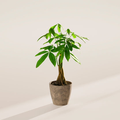 Lively Root - Money Tree Plant