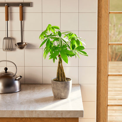 Lively Root - Money Tree Plant