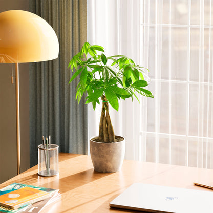 Lively Root - Money Tree Plant