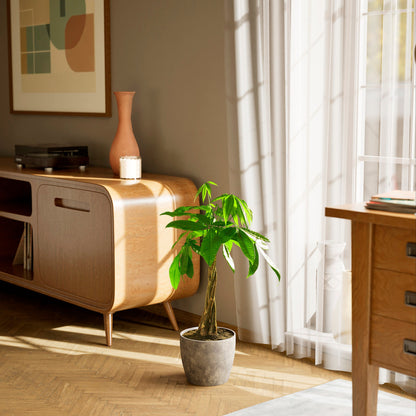 Lively Root - Money Tree Plant