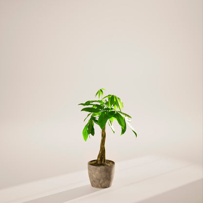 Lively Root - Money Tree Plant