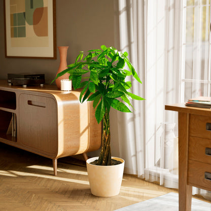 Lively Root - Money Tree Plant