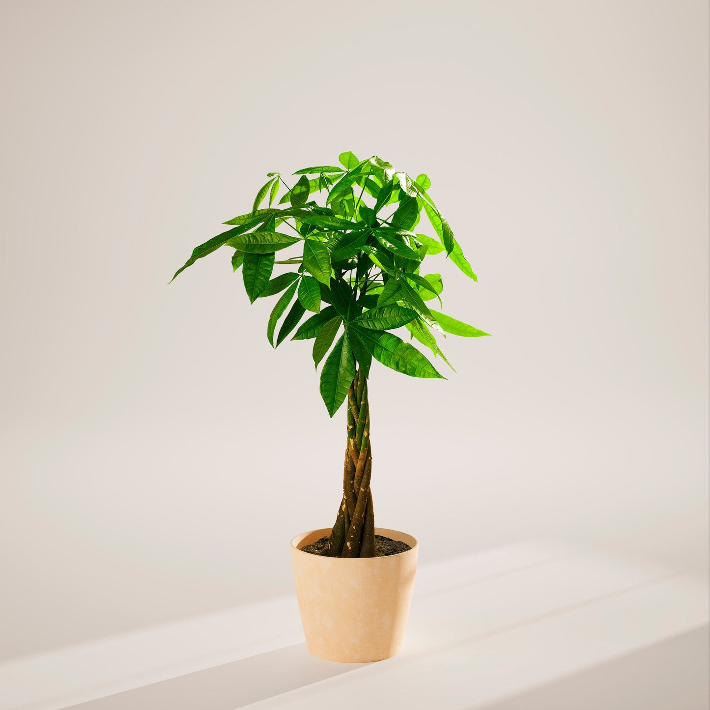 Lively Root - Money Tree Plant