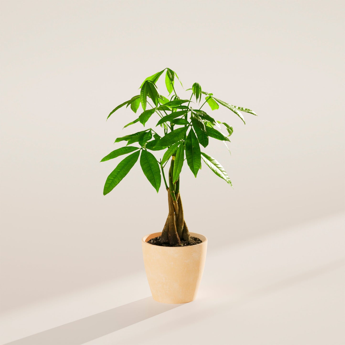 Lively Root - Money Tree Plant