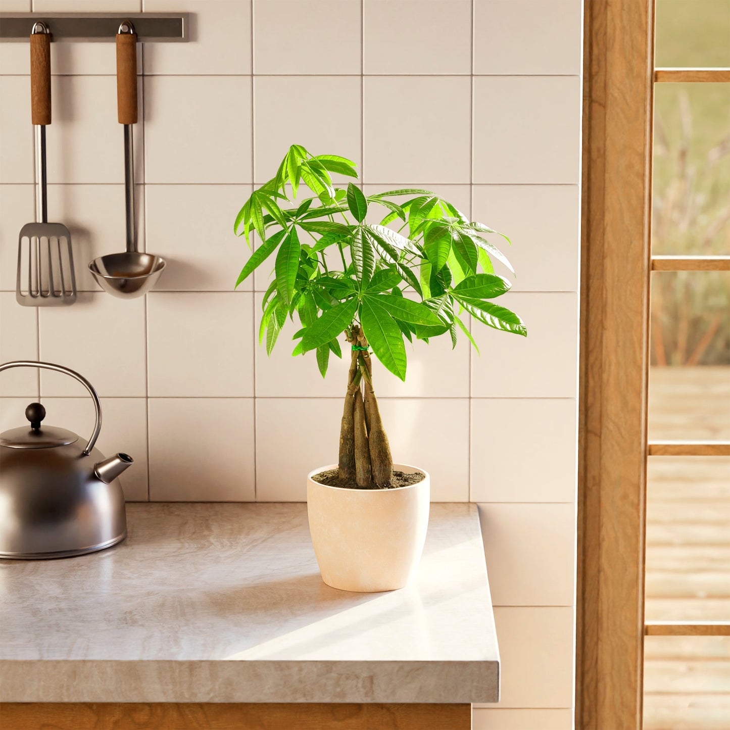 Lively Root - Money Tree Plant