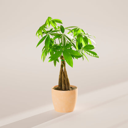 Lively Root - Money Tree Plant