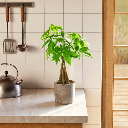Lively Root - Money Tree Plant