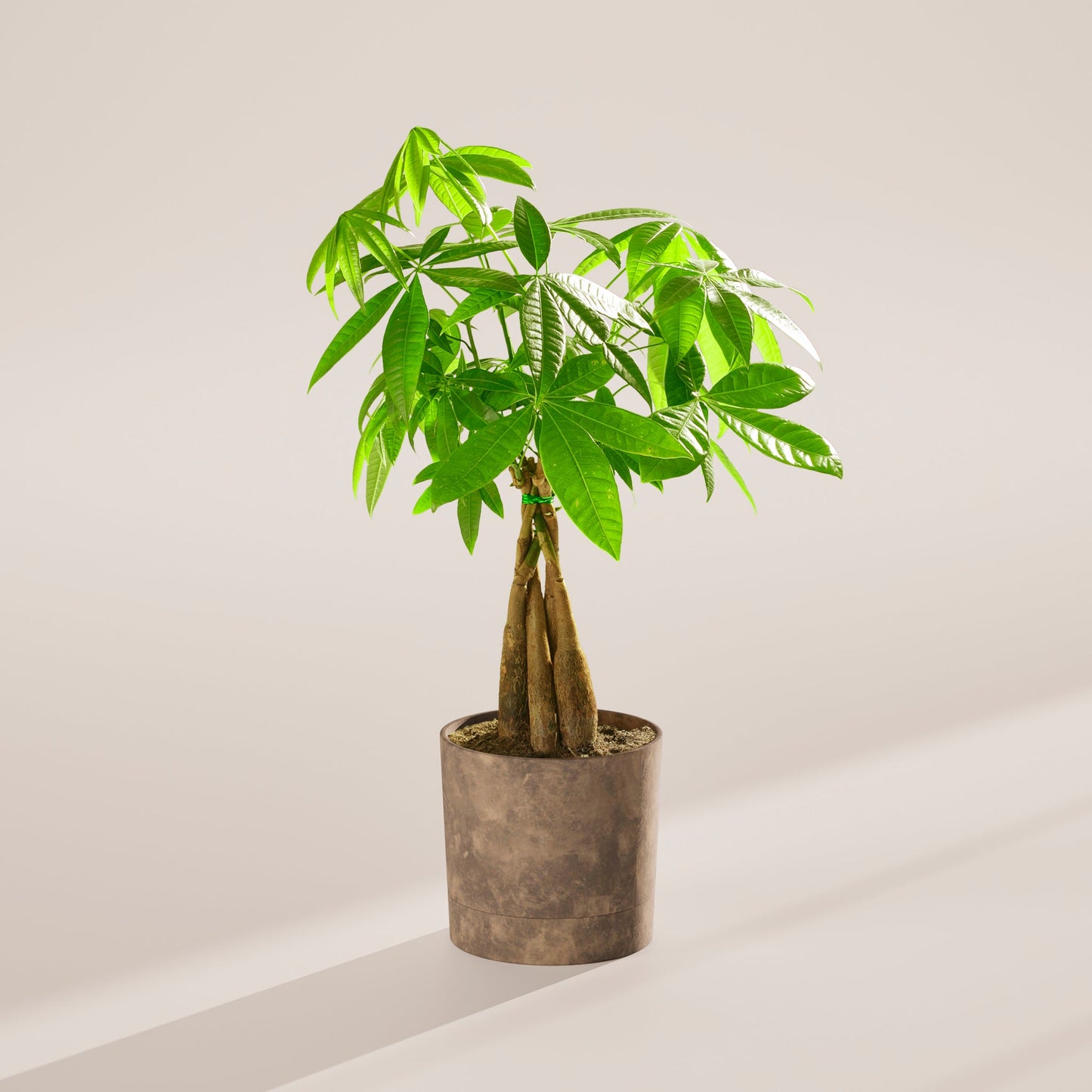 Lively Root - Money Tree Plant